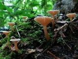 Lactarius griseus image