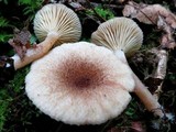 Lactarius griseus image