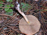 Pholiota velaglutinosa image