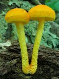 Cyptotrama chrysopepla image