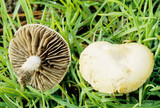 Stropharia coronilla image