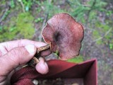 Royoporus badius image
