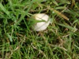 Conocybe apala image