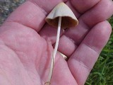 Conocybe apala image