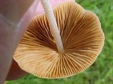 Conocybe apala image