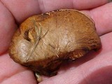 Paxillus involutus image