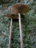 Gymnopus subnudus image
