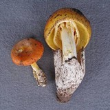 Amanita cochiseana image