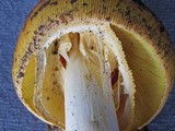 Amanita cochiseana image