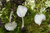 Delicatula integrella image