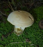 Boletus pallidus image