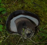 Tylopilus alboater image