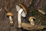 Psathyrella subtruncatispora image