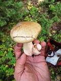 Hygrophorus erubescens image