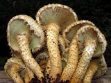 Pholiota squarrosa image