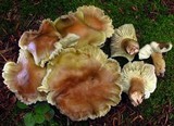 Tricholoma fulvum image