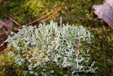 Cladonia squamosa image