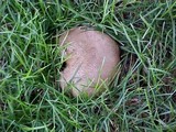 Scleroderma laeve image