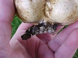 Scleroderma laeve image