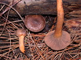 Chroogomphus ochraceus image