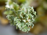 Cladonia squamosa image