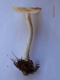 Amanita abrupta image