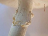 Amanita abrupta image