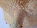 Amanita abrupta image