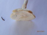 Amanita abrupta image