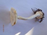 Amanita abrupta image