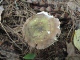 Russula olivacea image