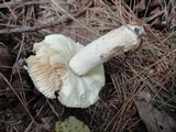 Russula olivacea image