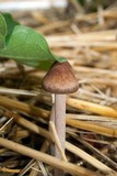 Panaeolus cinctulus image