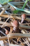 Panaeolus cinctulus image