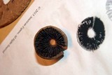 Panaeolus cinctulus image