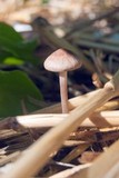 Panaeolus cinctulus image