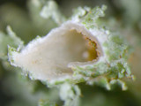 Cladonia squamosa image