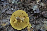 Suillus spraguei image