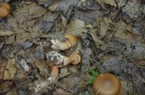 Cortinarius armillatus image