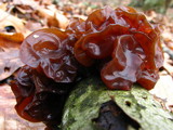 Exidia recisa image