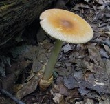 Amanita amerifulva image