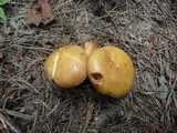 Suillus grevillei image