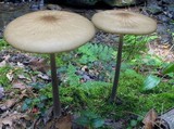 Hymenopellis furfuracea image