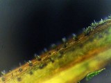 Image of Veronaea botryosa