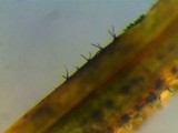 Veronaea botryosa image