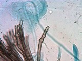 Veronaea botryosa image