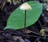 Entoloma conicum image