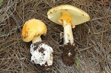 Amanita cochiseana image