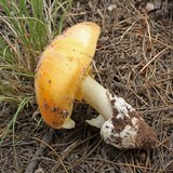 Amanita cochiseana image