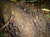 Xylaria longipes image